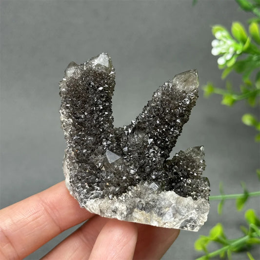 Natural Rare Black Cactus Quartz Cluster