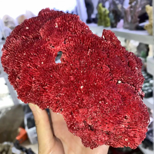 Natural Red Coral Cluster Specimen