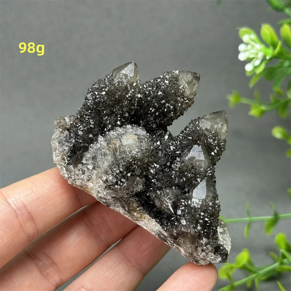 Natural Rare Black Cactus Quartz Cluster